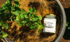 Gardening With Epsom Salt
