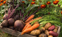 Are Hybrid Seeds Really Worth It? Debunking Common Myths Related to Your Garden