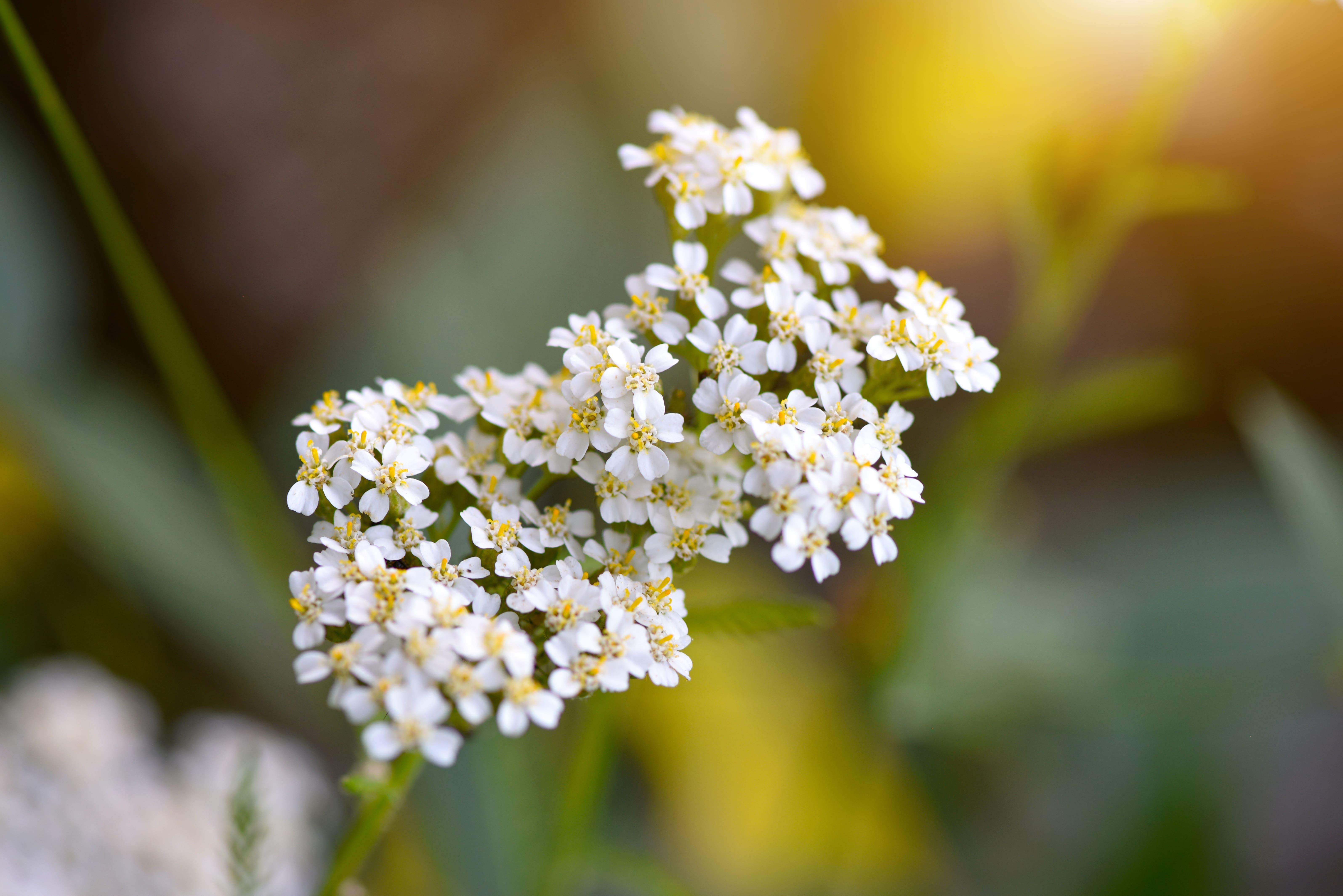 Oral use of yarrow tea for pain relief. (Nataliia Melnychuk/Shutterstock)