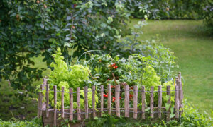 Hungry Neighbors: How to Critter-Proof the Garden