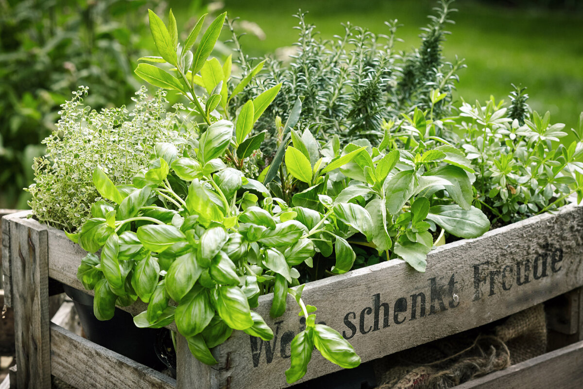 A variety of culinary herbs can be grown together in a planter box, allowing for convenient harvesting and space-saving in small gardens. (stockcreations/Shutterstock)