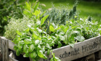 Herbs That Love the Heat
