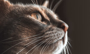 Cats See Well in Dim Light