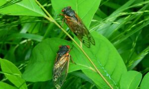 Cicadas Invade Great Smoky Mountains, Park Says. ‘Sounds May Take You by Surprise’