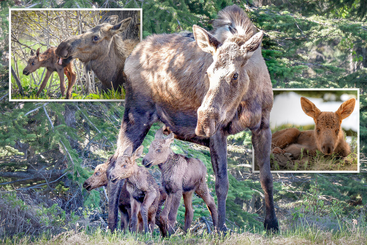 Anchorage resident Amy Bragg captured close-up shots of moose triplets with their mother, who had given birth just hours earlier. (Courtesy of Amy Bragg)