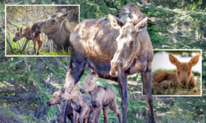 ‘One-in-a-Thousand’: Alaska Photographer Captures Stunning Newborn Moose Triplets With Mom