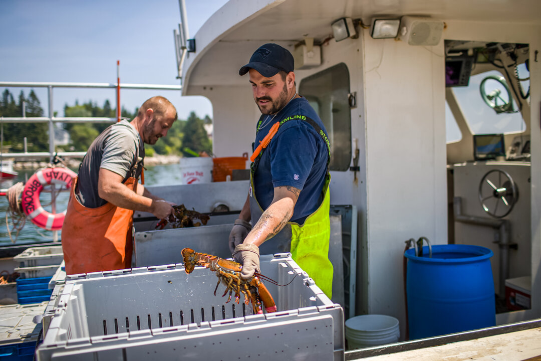 NextImg:Why Fishermen Are Catching Fewer Lobsters in Maine
