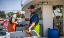 Why Fishermen Are Catching Fewer Lobsters in Maine
