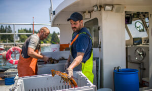 Why Fishermen Are Catching Fewer Lobsters in Maine