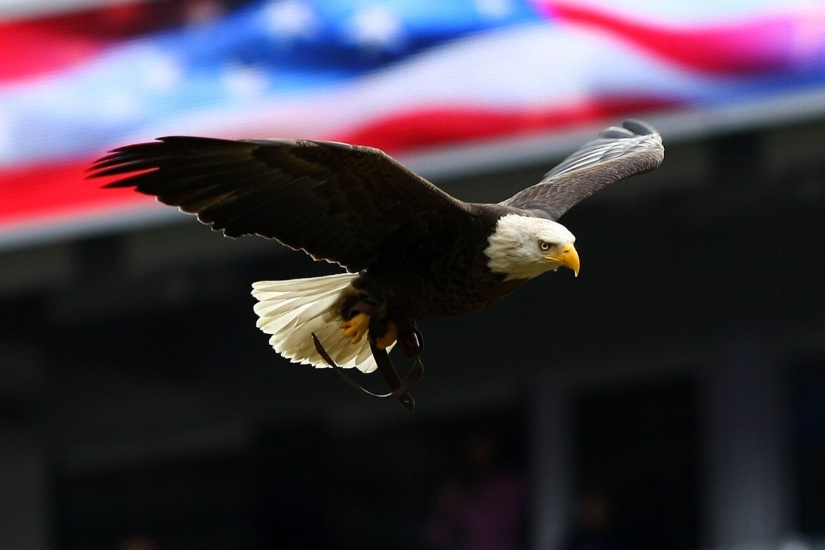 The famous American bald eagle Challenger readies to land on the pitcher's mound before a game between the New York Yankees and the Chicago Cubs in 2009. (Chris McGrath/Getty Images)