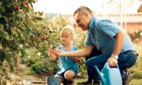 ‘Blackberries for Amelia’: A Poem for Summer by Richard Wilbur