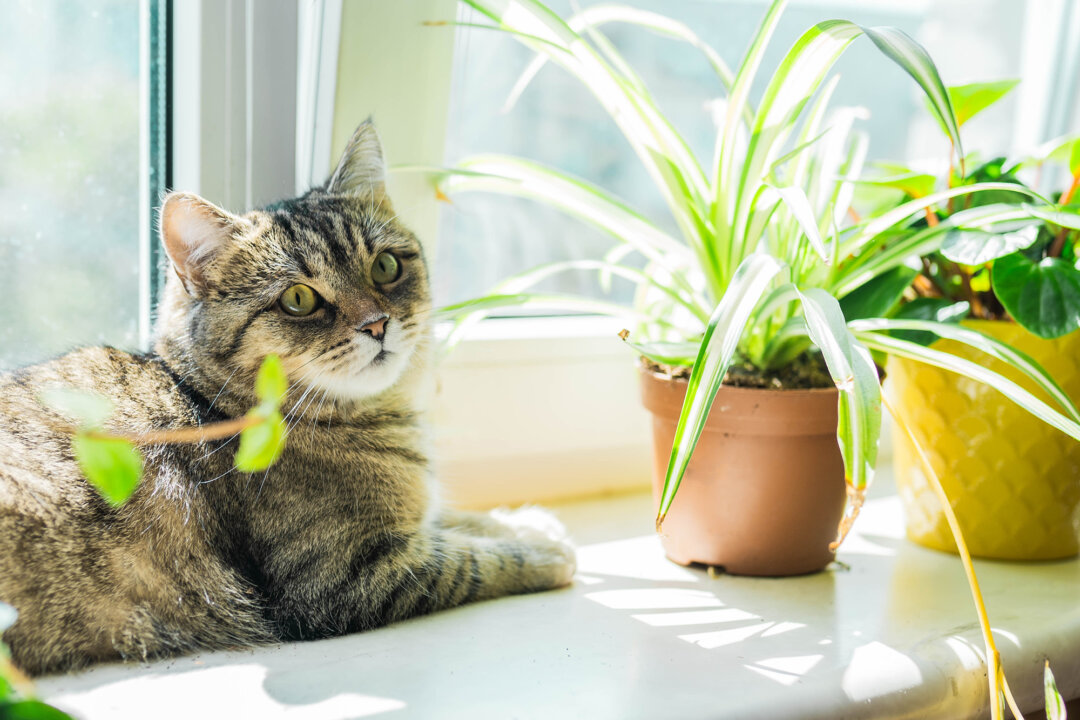 What Pesticides Are Safe for Home Use?