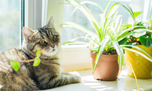 What Pesticides Are Safe for Home Use?