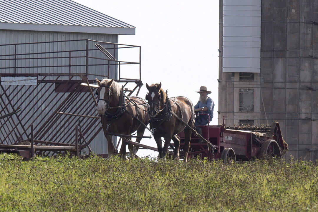 $38,000 Fines Waived for Ontario Amish Families Convicted for Not Using ArriveCan App