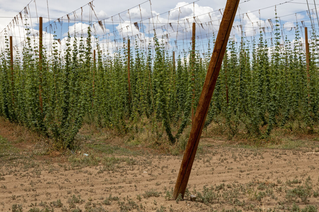 Camp at a Colorado Hop Farm This Summer, and Enjoy Beers Onsite