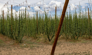 Camp at a Colorado Hop Farm This Summer, and Enjoy Beers Onsite