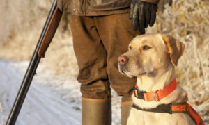 Loud Noise Can Damage Dog’s Hearing