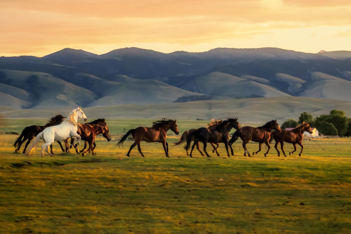 Mustangs run across a foothill-bordered meadow. (Maria Coulson)