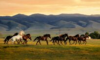 A Wild Horse Sanctuary Where Mustangs Roam