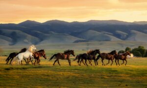 A Wild Horse Sanctuary Where Mustangs Roam