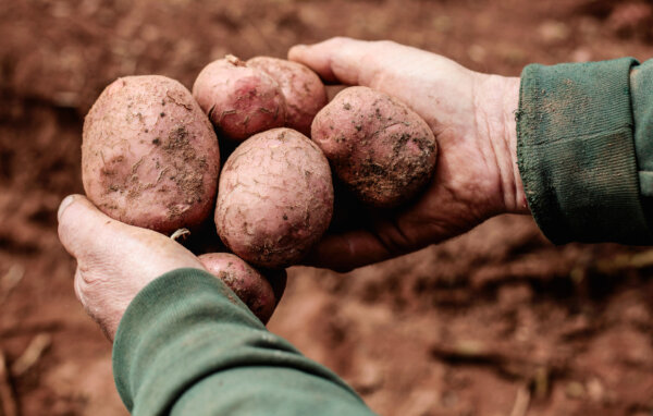 Potatoes, Blackberries Added to List of Most Pesticide-Contaminated Produce: EWG