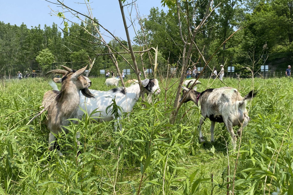 A herd of goats graze its way through a Don Valley Brick Works Park meadow in Toronto as part of a city project to address invasive plants and woody vegetation on June 11, 2025. (The Canadian Press/Natasha Baldin)