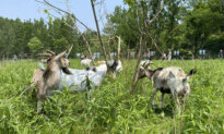 Herd of Goats Helps City of Toronto Manage Invasive Plant Species