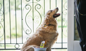 7 Pet-Friendly Colorado Hotels for Your Next Getaway or Roadtrip