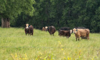You Can’t Rebuild the American Cattle Herd With Foreign Beef