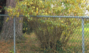 Paint a Chain Link Fence