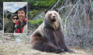 ‘The Bear Was Just Kind of Hanging Out’: Banff Man Captures Shots of Huge Grizzly Relaxing by Highway