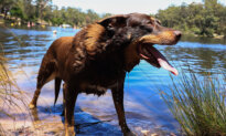 Veterinarian Shares Heat Safety Tips for Dogs
