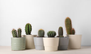 Cactus Diseases