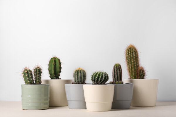 Cactus Diseases