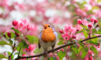 Feathered Friends: How to Attract Birds to the Garden