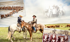 ‘The King’s Cattle’: Cowboy Herds Hulking Bull Breed on Ranch His Family Founded in 1880s