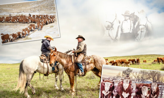 ‘The King’s Cattle’: Cowboy Herds Hulking Bull Breed on Ranch His Family Founded in 1880s