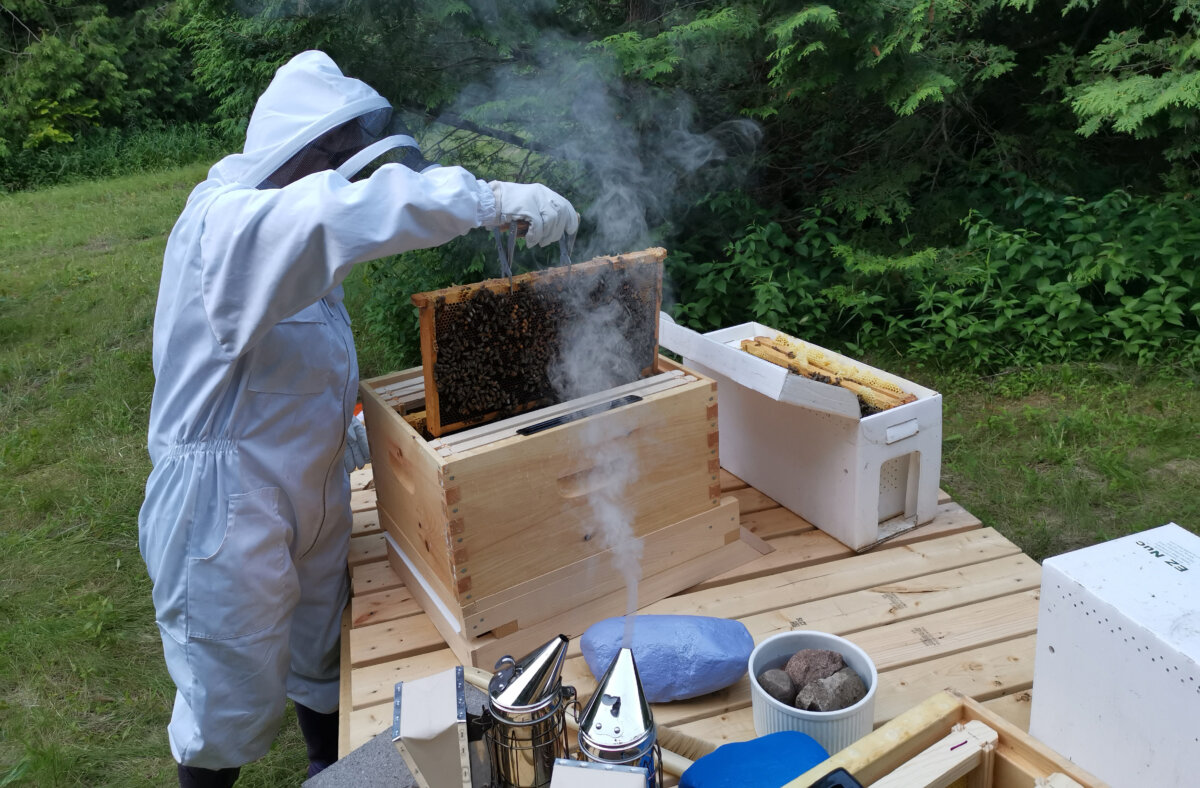 A hobbyist beekeeper tends to her hives near Bowmanville, Ont., in a file photo. (The Canadian Press/Doug Ives)