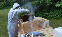 Unstung Heroes: Canada’s Honey Bees Are Not Disappearing—They’re Thriving