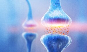 How Brain Chemicals Shape Your Appetite and Blood Sugar