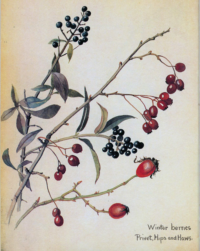 Edith Holden Winter Berries 
