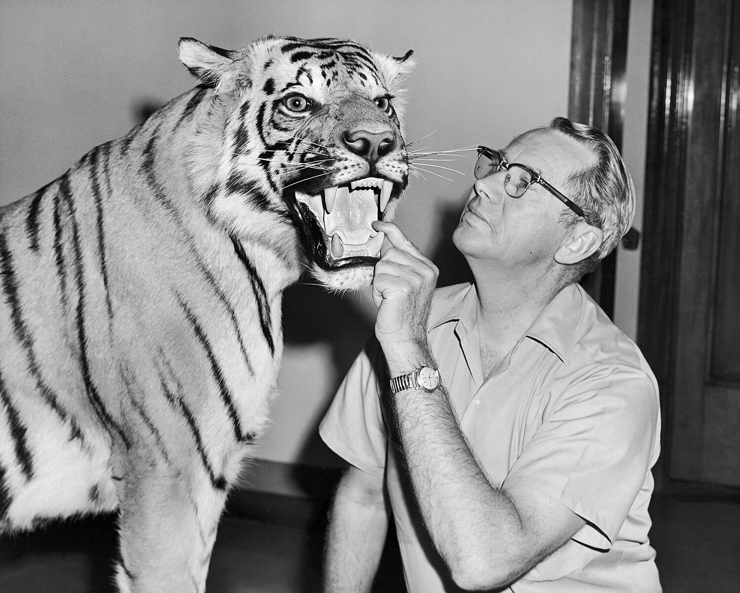 Taxidermy 