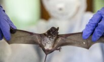 Scientists Find New Bat Viruses in China Linked to Deadly Hendra and Nipah Viruses