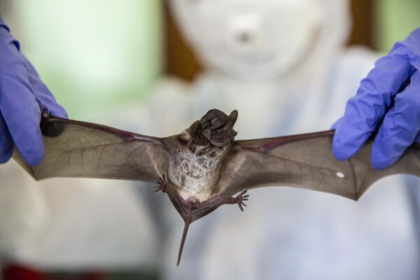 Scientists Find New Bat Viruses in China