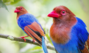 Photographer With a Passion for Warblers Captures Rare ‘Crayon-Colored’ Bird In Jungles of Sri Lanka