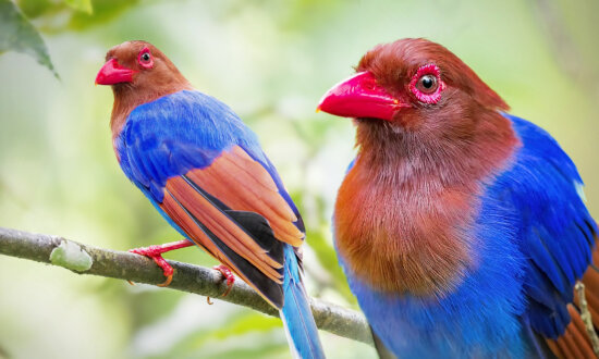 Photographer With a Passion for Warblers Captures Rare ‘Crayon-Colored’ Bird In Jungles of Sri Lanka