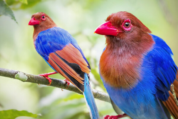 Photographer With a Passion for Warblers Captures Rare ‘Crayon-Colored’ Bird In Jungles of Sri Lanka
