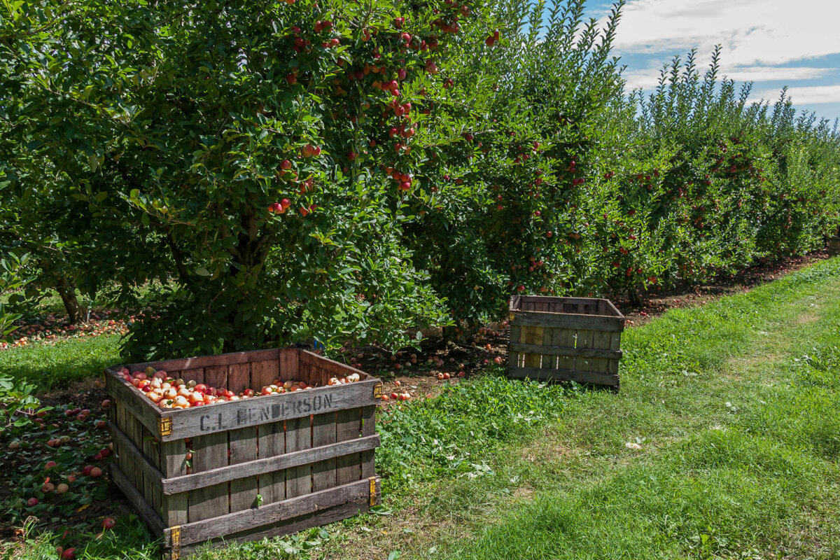 A healthy tree can produce hundreds of fruit. (Mark Stebnicki/Pexels)