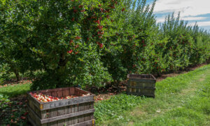 Debunking Common Myths About Maintaining a Home Orchard