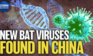 Scientists Discover 20 New Bat Viruses in China